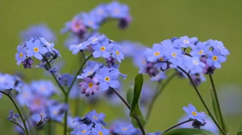 Forget Me Not Stock Stock Footage