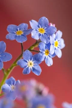 Forget-me-not tiny blue flowers over pink background Stock Photos