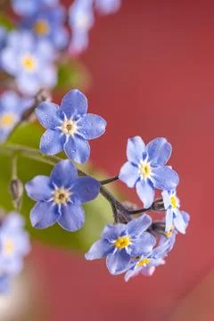 Forget-me-not tiny blue flowers over pink background Stock Photos