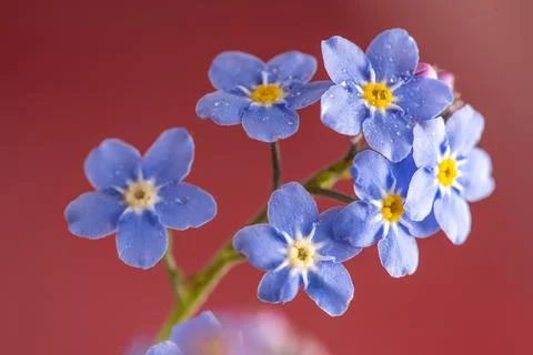 Forget-me-not tiny blue flowers over pink background Stock Photos