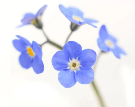 Forget-me-not Victoria Blue Flower Isolated on White Stock Photos