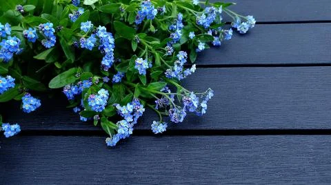 Forget-me-nots Background Stock Photos