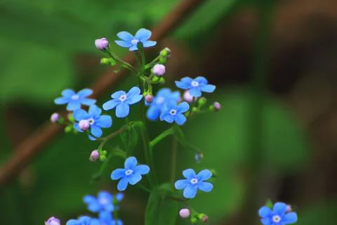 Forget-me-nots bloomed Stock Photos