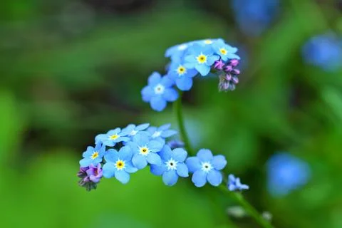 Forget me nots close up Stock Photos