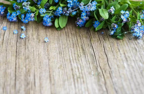 Forget-me-nots flowers border Foto stock