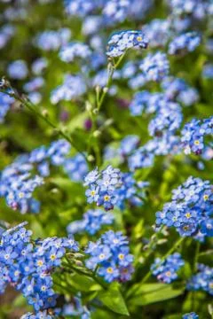 Forget-me-nots flowers Stock Photos
