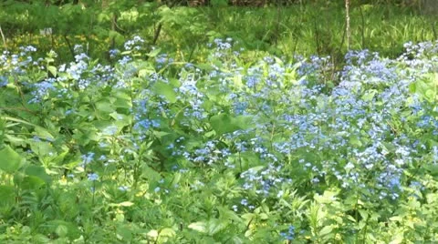 Forget-me-nots Stock Footage 8931382