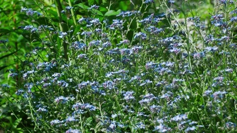 Forget-me-nots Stock Footage 138890568