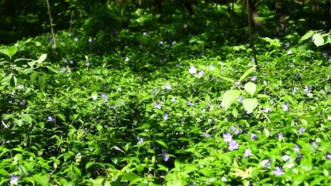 Forget-me-nots in a forest glade. Stock Footage 70755144