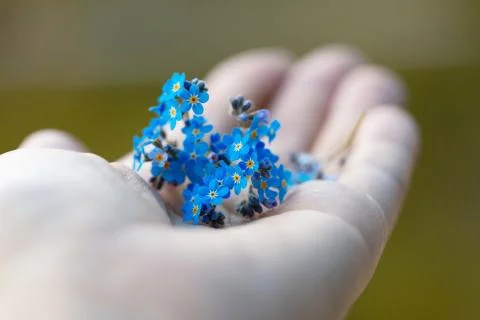 Forget-me-nots in a hand Stock Photos