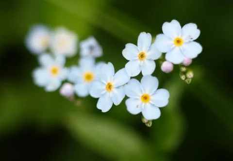 Forget-me-nots Stock Photos