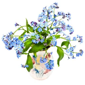 Forget-me-nots Stock Photos
