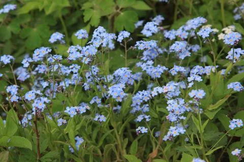 Forget-me-nots Stock Photos