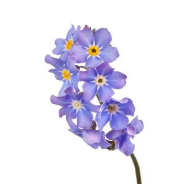 Forget-me-nots Stock Photos
