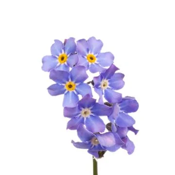 Forget-me-nots Stock Photos