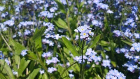Forget-me-nots Stock Photos