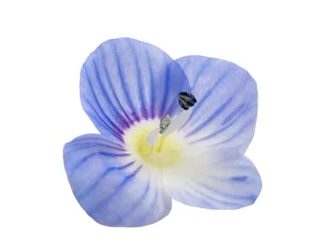 Forget me nots Stock Photos