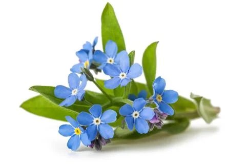 Forget me nots Stock-Fotos