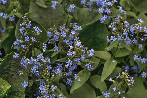 Forget-me-nots 스톡 사진