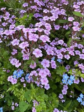 Forget me nots Stock Photos