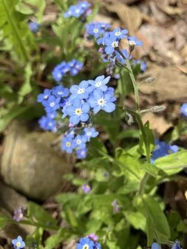 Forget-Me-Nots Stock Photos