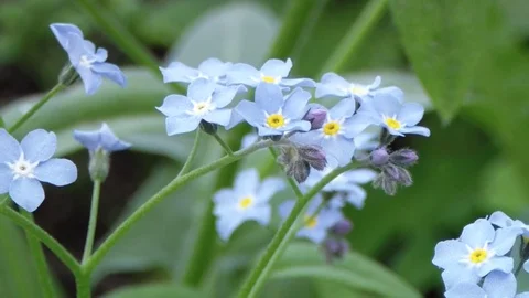 Forget me nots. Small flowers. Myosotis . Stock Footage 75951669