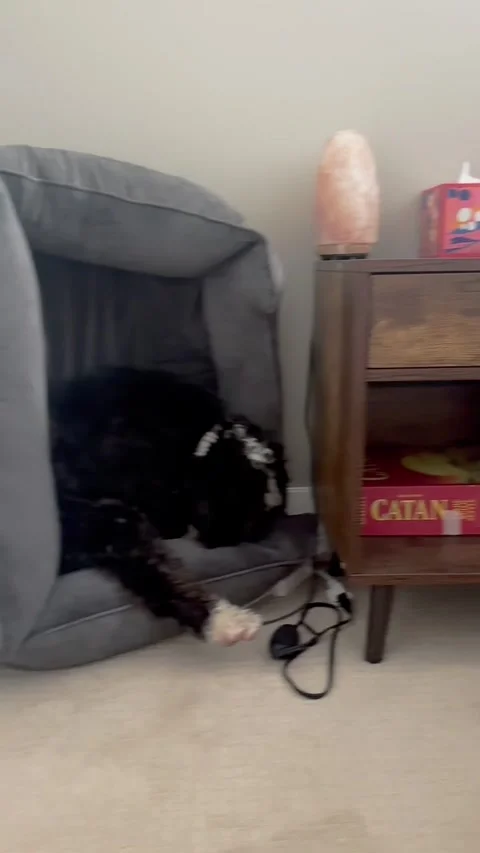 Forgot to Put the Dog Bed Back After Vacuuming, Orange County, California, USA - Stock Footage 317123441