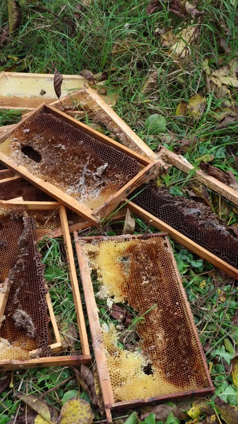 Forgotten beehive frames Stock Footage 318901257