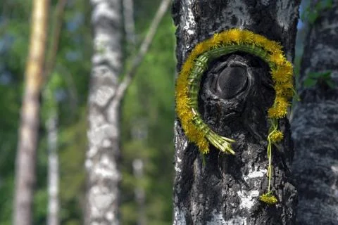 Forgotten on a birch wreath of dandelions Stock Photos