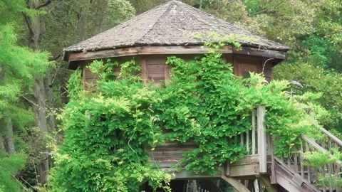 Forgotten hut in the forest Stock Footage 245413745