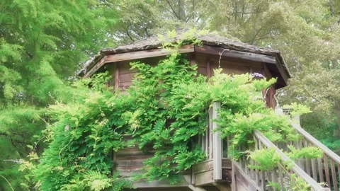 Forgotten hut in the forest Stock Footage 245413771