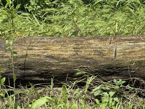 Forgotten log Stock Photos