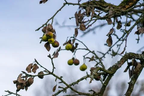 Forgotten pears on an old pear tree. Rotten spoiled pears on tree branches Stock Photos