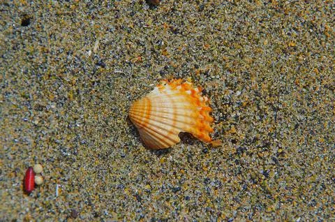 The forgotten shell of the Fregene beach Foto stock