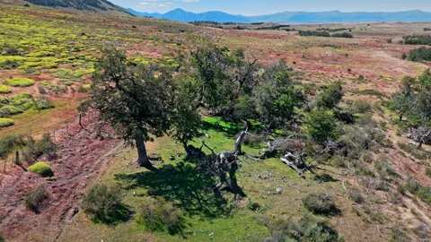 Forgotten Trees of Argentina. Stock Footage 297398664