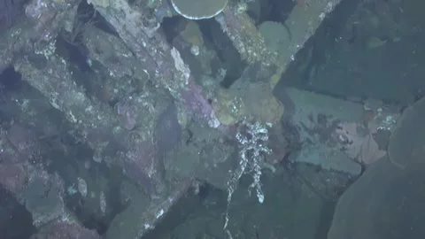 Forgotten Vessel Transformed Into a Vibrant Deep Sea Coral Garden 動画素材 344490273