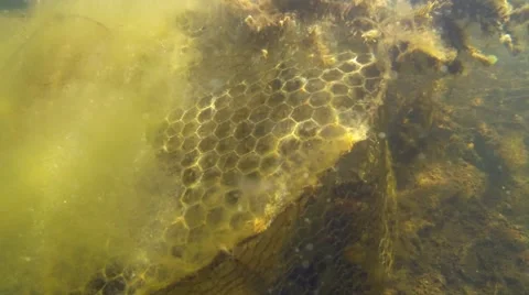 Forgotten wire fish-trap in a lake bottom Stock Footage 52954465