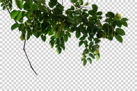 Forground of tree. branches of a tree 库存照片