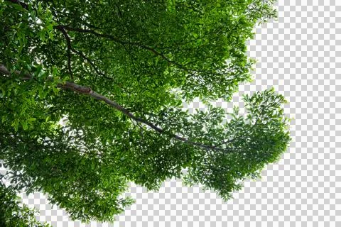 Forground of tree. branches of a tree Stock Photos