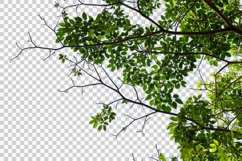 Forground of tree. branches of a tree 库存照片