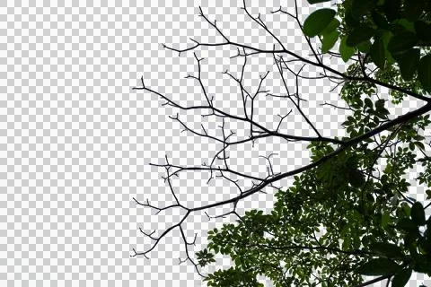 Forground of tree. branches of a tree Stock Photos