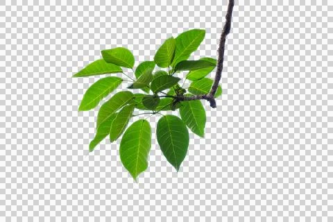 Forground of tree. branches of a tree 库存照片