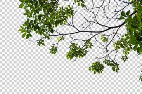 Forground of tree. branches of a tree Stock Photos