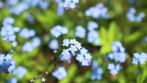 Forhet-me-not closeup Stock Footage 76215572