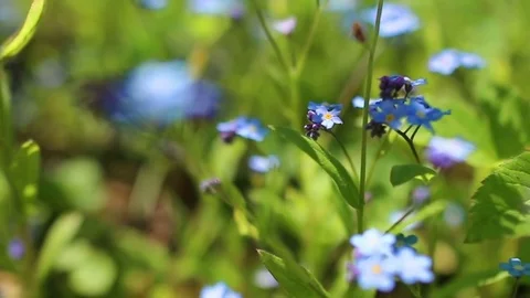 Forhet-me-not closeup Stock Footage 76303507