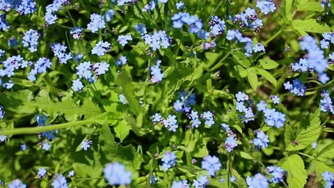 Forhet-me-not closeup Stock Footage 76433373