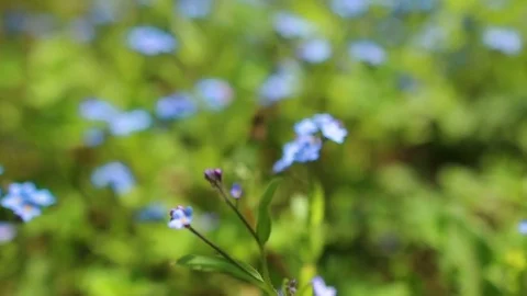 Forhet-me-not closeup Stock Footage 77129077