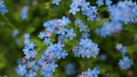 Forhet-me-not closeup Stock Footage 77129692