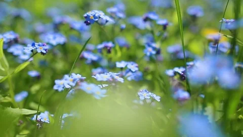 Forhet-me-not closeup Stock Footage 77130495