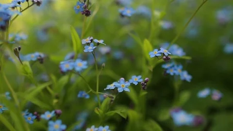 Forhet-me-not closeup Stock Footage 77158935